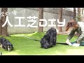 【人工芝DIY】この人工芝にした一番の理由