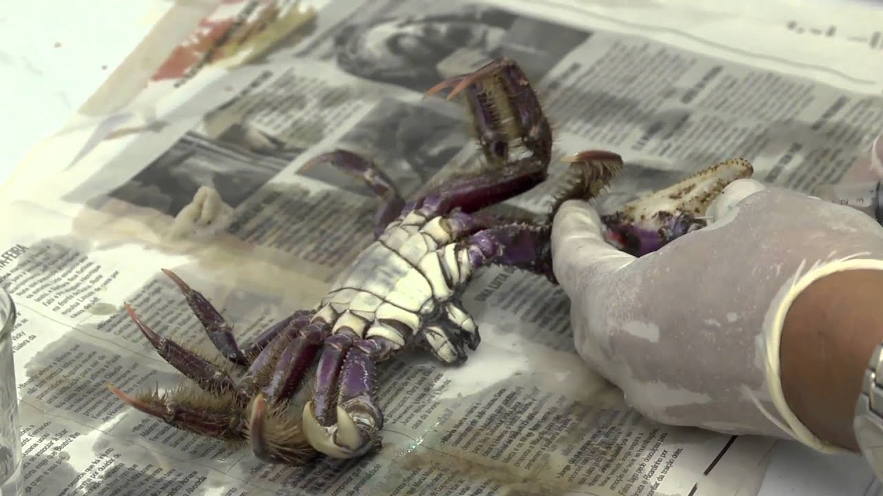 NOSSO PLANETA   TAXIDERMIA  SEGUNDO BLOCO