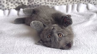 Kitten Coconut can't find a place to sleep by Ira Bon Cat 303 views 2 days ago 2 minutes, 25 seconds