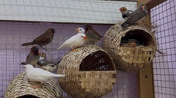 Part-5 Zebra finches Bird Mini colony setup Zebra finch bird 🕊️ breeding progress Zebra finch feeder