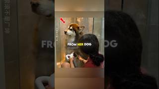 She Collected Her Dog's Fur for 2 Years... 🐶🧶 #shorts