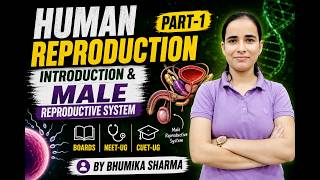 Male Reproductive System Explained | Spermatogenesis to Ejaculation | Class 12 NEET