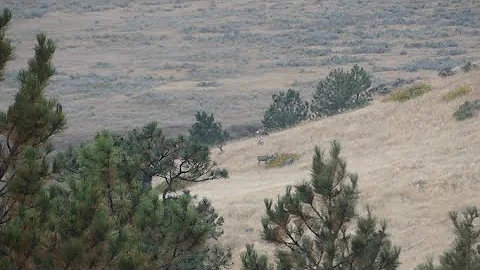 Wyoming Mule Deer Public Land Hunt 2022!! Opening Day!!