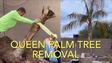 PALM TREE REMOVAL BY HAND NO BIG EQUIPMENT HOW WE REMOVED A 15FT TREE W/ROOT BALL LESS THAN 2 HOURS