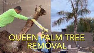 PALM TREE REMOVAL BY HAND NO BIG EQUIPMENT HOW WE REMOVED A 15FT TREE W/ROOT BALL LESS THAN 2 HOURS by DIY Dan 796 views 5 months ago 5 minutes, 11 seconds