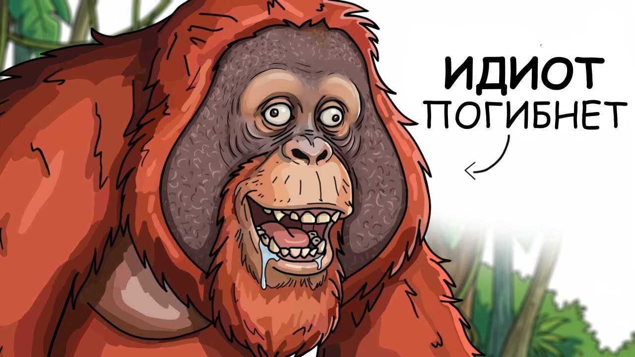 Ты – Орангутан (И ЭТО ВСЯ ТВОЯ ЖИЗНЬ)