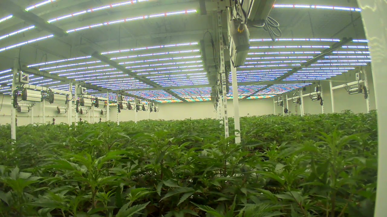 National Green Biomed Ltd: Richmond Rosebud Productions Inc. Grow Time Lapse