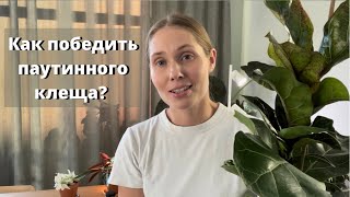 Как победить паутинного клеща? Пошаговая инструкция