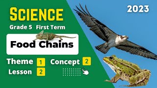 Grade 5 | Science | Unit 1 - Concept 2 - Lesson 2 - Food Chains