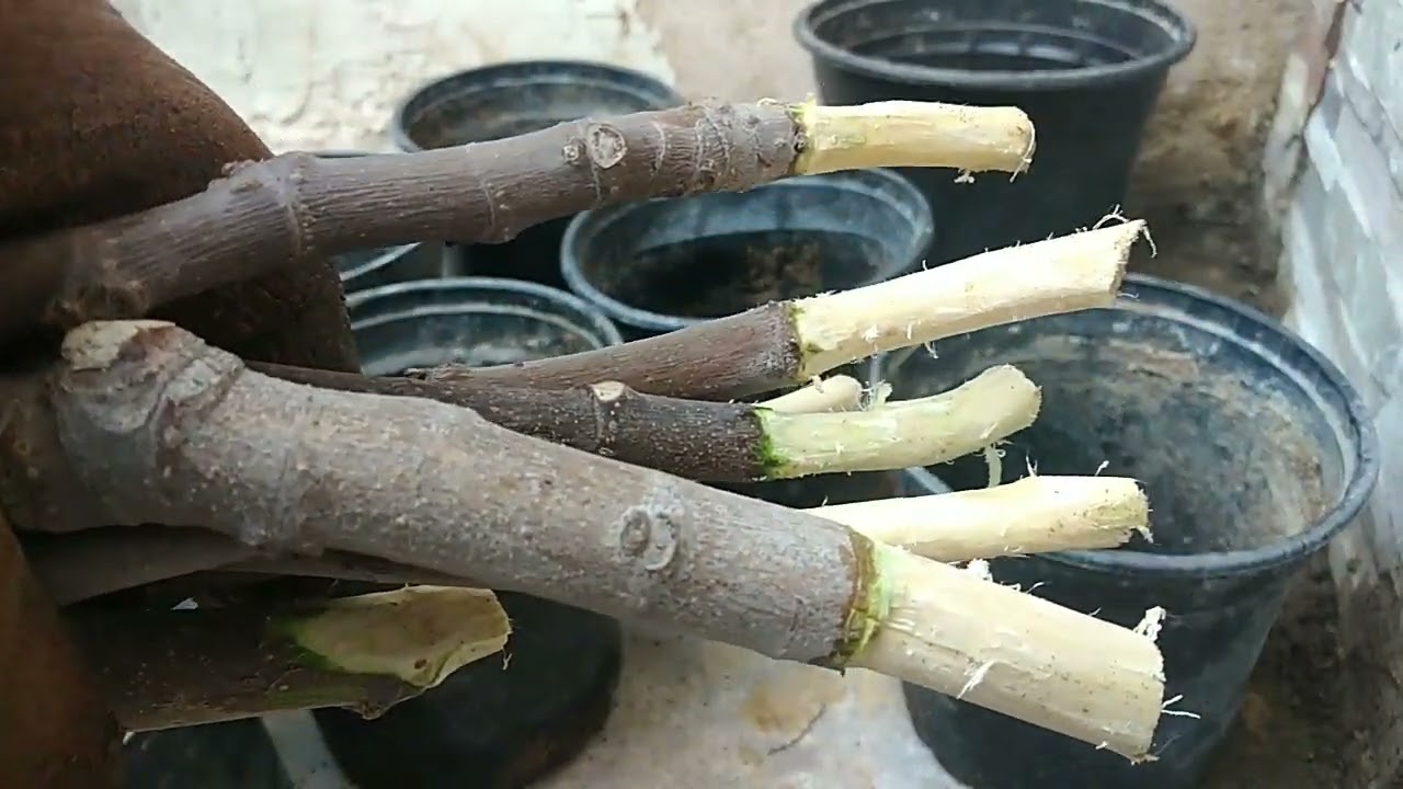 كيفيه زراعه عقل التين