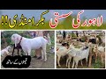 لاہور کاہنا کی بکرا منڈی اور جانوروں کی قیمت ؟ Lahore Bakra Mandi