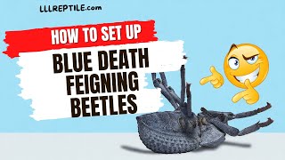 How to set up blue death feigning beetles