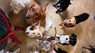 Crate Training Techniques: Canine Crews Day School Training