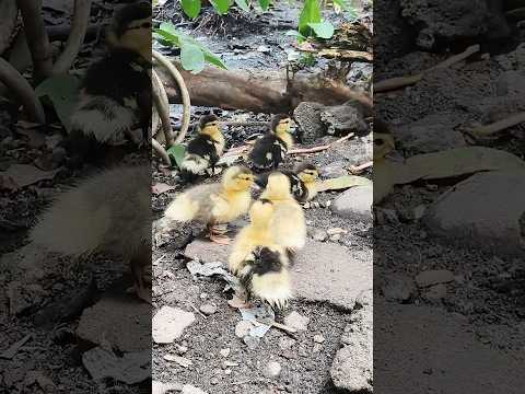 beep beep beep #short #shortvideo #animals #pets #petlover # #lovelyjhovlog