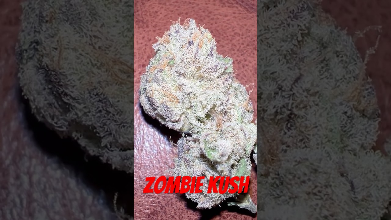 Zombie kush strain review