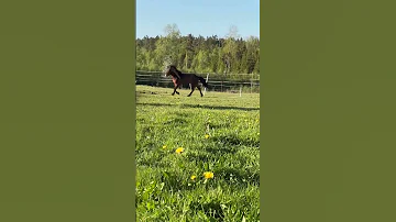 Https Www Facebook Com Share R 14EUujTSwUj Mibextid WwXIfr Stallion Glymurfraasholti 