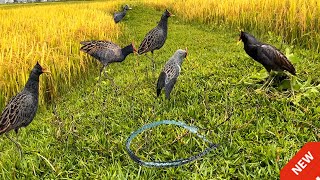Incredible WaterCock Bird Trap, Made with Simple Tools | You Won’t Believe How Easy It Is #watercock