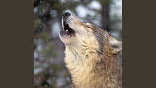 Serene Rain Paws Harmony