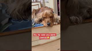 Ouch…That is bad #shortsvideo #shorts #dog #doglover