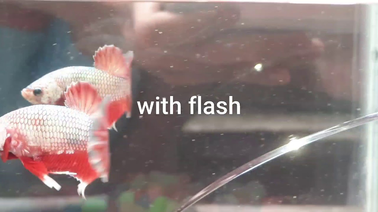 Cupang Sultan! Red Gold Dragon🔥