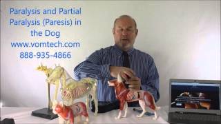 Paralysis and Partial Parlysis Paresis in the Dog