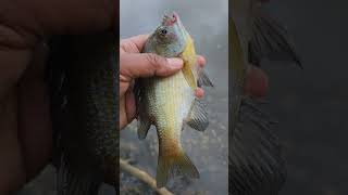 Catch N Free shorts bluegills