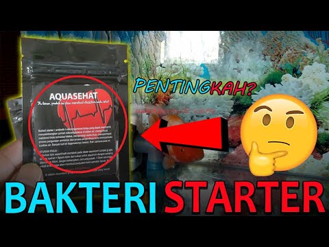 2 Cara Memberikan Bakteri Starter Pada Aquarium Ikan Mas Koki: Khusus Pemula