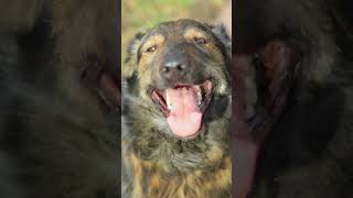 Собака Даша потеряла лапку во время охраны территории предприятия #вдобрыеруки #ищетдом