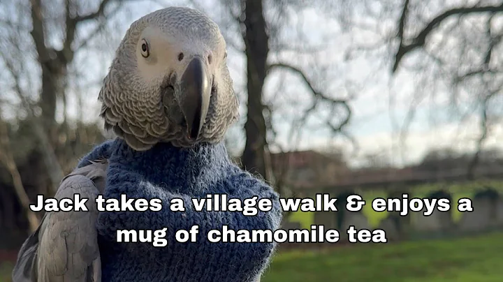Jack The Parrot Meets Some Villagers And Drinks A Warm Cup Of Tea