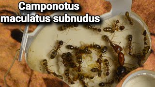 Camponotus maculatus subnudus - пятнистый муравей-древоточец