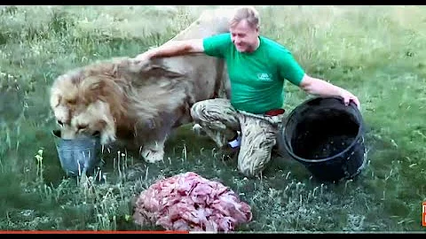 Мы привезли льву Султану 20 кг. МЯСА ! Russian Lion man !