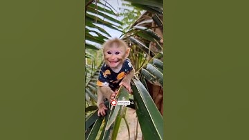 monkey baby tree climb funny smile video 😂😁🤣🤣😁🤣😂😁 #monkey #funny #cute #memes #smile #comedy