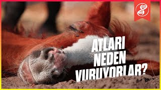 Ayağı Kırılan Atları Neden Vuruyorlar?