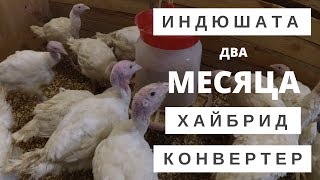 Обзор индюшат Хайбрид конвертер // Некогда грустить // Нескучная жизнь в деревне