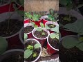 #cityboygardener #food # collard greens