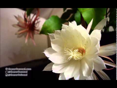 Time Lapse Life And Death Of A Queen Of The Night Cactus Flower