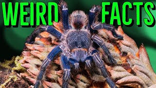 10 STRANGE  Tarantulas FACTS You Won't Believe!