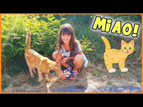 Video: Come Fare Amicizia Con Un Gatto E Un Gattino