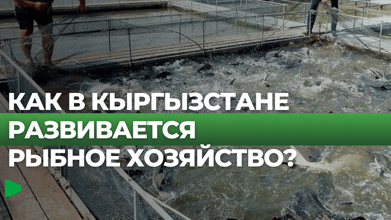 Как Кыргызстан собирается сократить зависимость от импортных кормов?