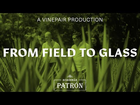 From Field to Glass Ep. 1: Cultivating and Harvesting Agave with Tequila Patrón │ Vinepair