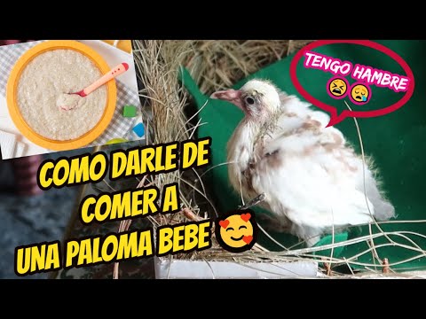 Video: Cómo hacer la caja nido de un periquito: 9 pasos (con imágenes)