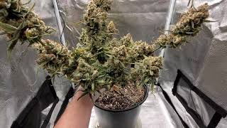 SCINKA Gorilla Cookies AF - ORGANIC GROW - Spider Farmer LED