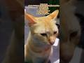 Cute orange cat😺🫶#cat #cats #kitten #animals #petlover #catvideos #shorts #shortsfeed #youtubeshorts