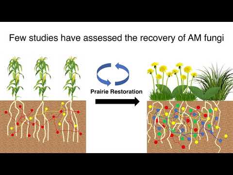 Video: Paano mo palaguin ang mycorrhizal fungi?