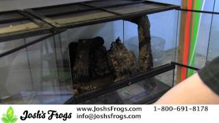 Mossy Frogs in Captivity