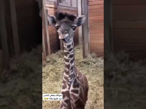 اذا قعدت عند ناس تصرف هرج