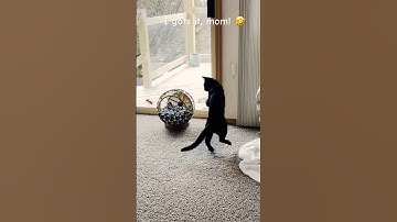 Funny Cat Video/Cat Playing With His Catnip Fish Toy