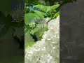 ♯紫陽花♯1385hiroカバ-#飛鳥涼#イマ-ジュ#ASKA#ちあきなおみ
