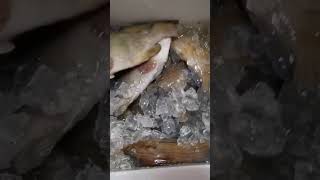 hasil di pulau kendi Nantikan video penuh