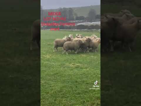 LOT 142 - MIDGE PT 1 -  7/2/24 TIMED INTERNET AUCTION OF WORKING SHEEPDOGS